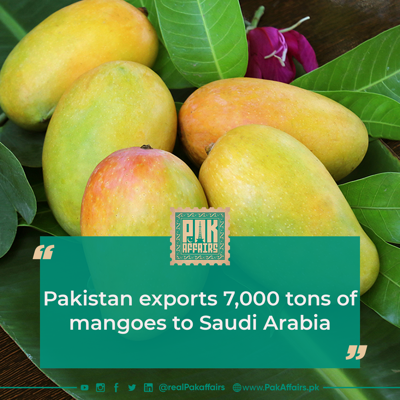 Pakistan exports 7,000 tons of mangoes to Saudi Arabia