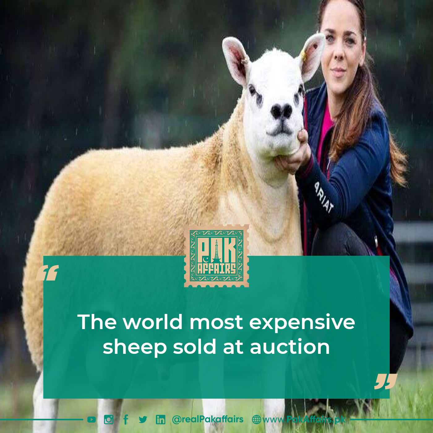 The world most expensive sheep sold at auction