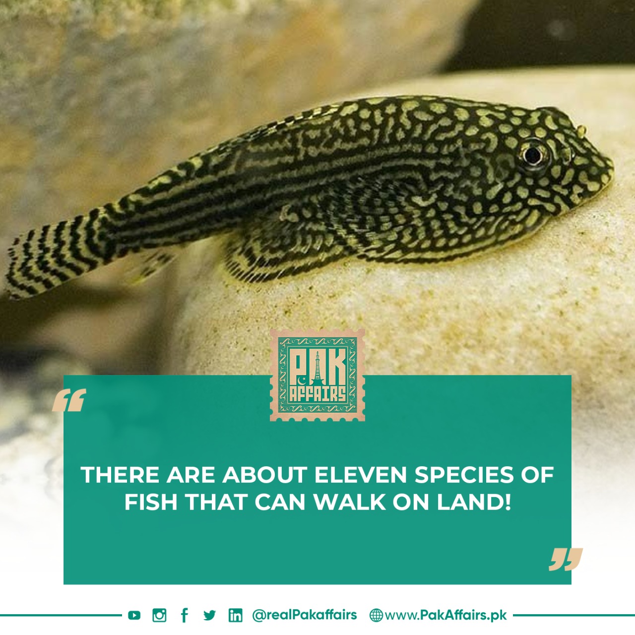 There are about eleven species of fish that can walk on land