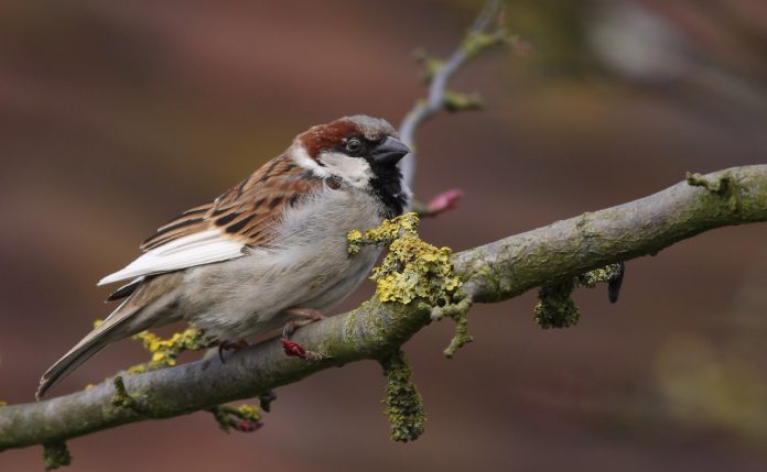 Vanishing Sparrows; Crucial measures can bring Sparrows back