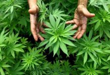 Pakistan can generate revenue of $3 billion from hemp (bhang) – Ministry of Science and Technology Pakistan can generate revenue of $3 billion from hemp (bhang) - Ministry of Science and Technology