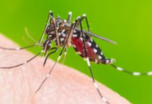 Federal capital reported 113 more dengue cases in the last 24 hours taking the total tally of cases to 1056 -Report District Health Officer Federal capital reported 113 more dengue cases in the last 24 hours taking the total tally of cases to 1056 -Report District Health Officer