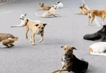 More than 26 thousand people were bitten by dogs in Karachi this year More than 26 thousand people were bitten by dogs in Karachi this year